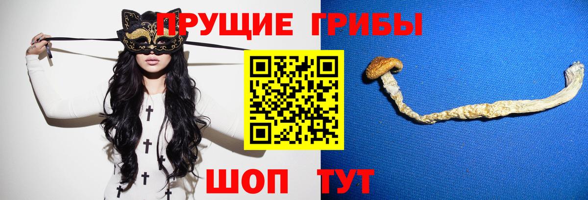 наркота  Вход с VPN  Галлюциногенные грибы Psilocybe  Волхов  Псилоцибиновые грибы ЛСД 